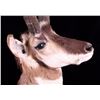 Image 7 : Montana Antelope Shoulder Mount