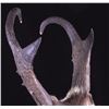 Image 8 : Montana Antelope Shoulder Mount