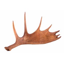 Montana Moose Antler Paddle