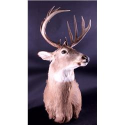 Montana Whitetail Deer Shoulder Mount