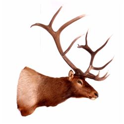 Montana Rocky Mountain Elk Shoulder Mount