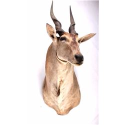 African Ealand Shoulder Mount