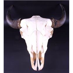 Great American Buffalo Skull