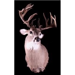 Montana Trophy Whitetail Deer Shoulder Mount