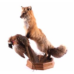 Montana Full Body Fox and Pheasant Mount