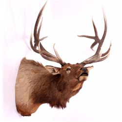 Montana Rocky Mountain Shoulder Mount