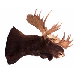 Trophy Alaskan Moose Shoulder Mount