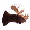 Image 1 : Trophy Alaskan Moose Shoulder Mount