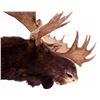 Image 2 : Trophy Alaskan Moose Shoulder Mount