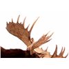 Image 3 : Trophy Alaskan Moose Shoulder Mount