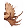 Image 4 : Trophy Alaskan Moose Shoulder Mount