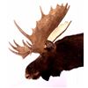 Image 5 : Trophy Alaskan Moose Shoulder Mount