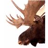 Image 6 : Trophy Alaskan Moose Shoulder Mount