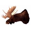 Image 7 : Trophy Alaskan Moose Shoulder Mount