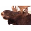 Image 8 : Trophy Alaskan Moose Shoulder Mount