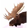 Image 9 : Trophy Alaskan Moose Shoulder Mount