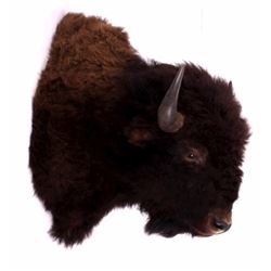 Great American Buffalo Shoulder Mount