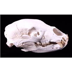 Montana Black Bear Skull