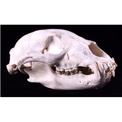 Montana Black Bear Skull