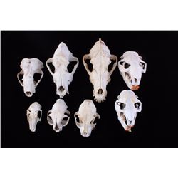 Beaver, Bobcat, & Coyote Skulls