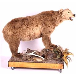 Trophy Grizzly Bear Full Mount