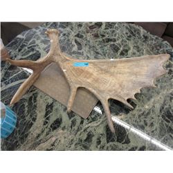 Moose antler