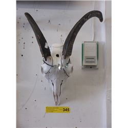 Genuine Goat skull