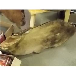 LARGE BURL