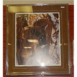 FRAMED LIMITED EDITION PRINT - ICY WHISKERS - LESLEY HARRISON - GALLERY ESTIMATE ~$625