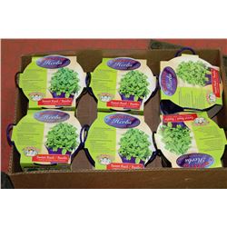 6 BUCKETS OF HERBS- SWEET BASIL