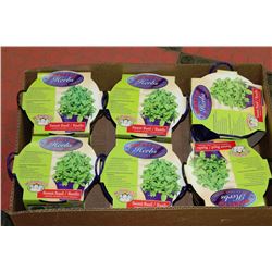 6 BUCKETS OF HERBS- SWEET BASIL