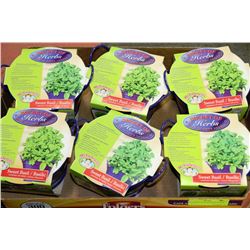 6 BASKETS OF SWEET BASIL HERBS