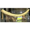 Image 1 : REPLICA TUSK WITH STAND FROM THE "HERD" COLLECTION