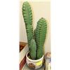 Image 1 : PLASTIC CACTUS PLANT