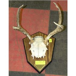 HORN & PART OF SKULL WALL HANGING
