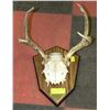 Image 1 : HORN & PART OF SKULL WALL HANGING