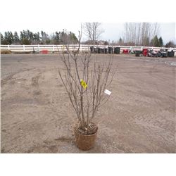 qty 5  5ft tall purple lilac plants  SOLD X5