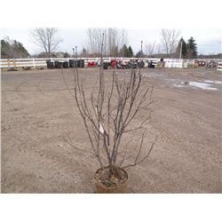 qty 5  4 1/2ft tall purple lilac plants  SOLD X5