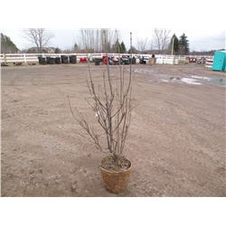 qty 5  4 1/2ft tall purple lilac plants  SOLD X5