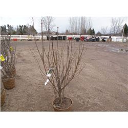 qty 5  4ft tall purple lilac plants  SOLD X5