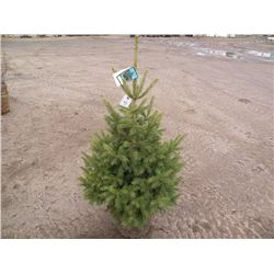 qty 5   black hills spruce 3 1/2ft tall   SOLD X5