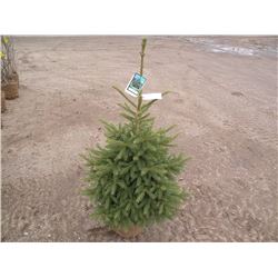 qty 5   black hills spruce 3 1/2ft tall   SOLD X5