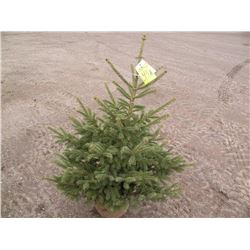 qty 5   black hills spruce 3 1/2ft tall   SOLD X5