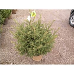 qty 5   black hills spruce 3ft tall   SOLD X5