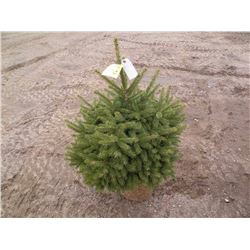 qty 5   black hills spruce 3ft tall   SOLD X5