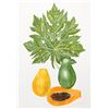 Image 1 : Marion Sheehan, Papaya, Lithograph