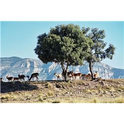 4-Day Fallow Deer Hunt in Spain