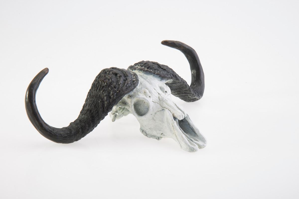 Cape Buffalo Bronze Skull