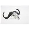 Image 1 : Cape Buffalo Bronze Skull