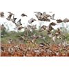 Image 5 : 3-Day Dove Hunt in Bolivia for 4 Women